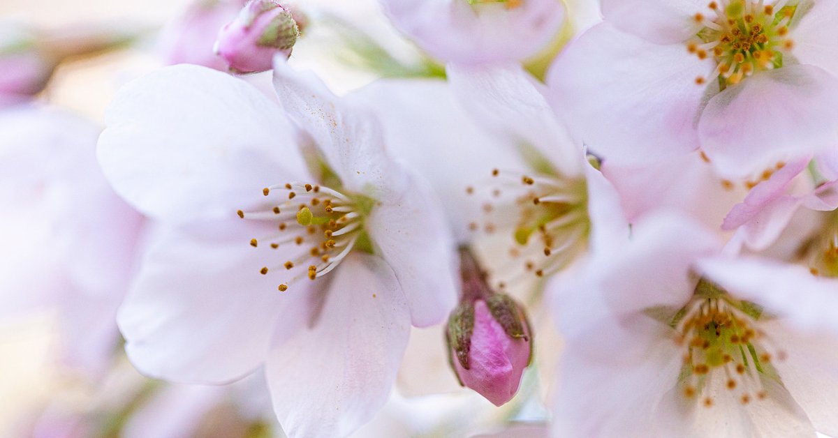 It’s the first day of Spring already?! I better change out of my sweatpants and put on something pink. 🌱 🌸
