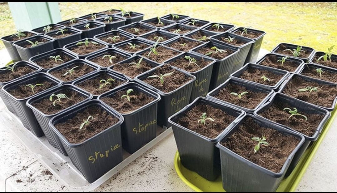 Voici comment repiquer les tomates en godets individuels
petit-potager.com/blog/cultiver/…
Ps: je n'ai pour l'instant que des retours super positifs de la part des potapotes testeurs de la PotAcademie, si ça vous intéresse petit-potager.com/potacademie