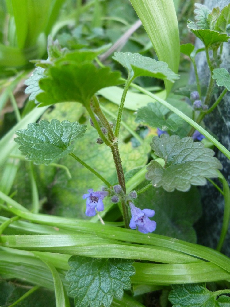 CommunityGdnsLondon (@commgdnslondon) on Twitter photo Flowers of ground ivy #wildflowerhour (Glechoma hederacea)
pic taken yesterday <a href="/phnxgdn/">The Phoenix Garden</a> central London Flowers of ground ivy #wildflowerhour (Glechoma hederacea)
pic taken yesterday <a href="/phnxgdn/">The Phoenix Garden</a> central London