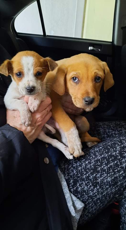 GrStrays's tweet photo. Hello friends! 💗 New abandoned puppies almost everyday... :( I catched two of them, the rest are very scared with their mom. I will try to gain their trust and find adoptions for them. 🙏 https://t.co/RpYDFaP4Dj
