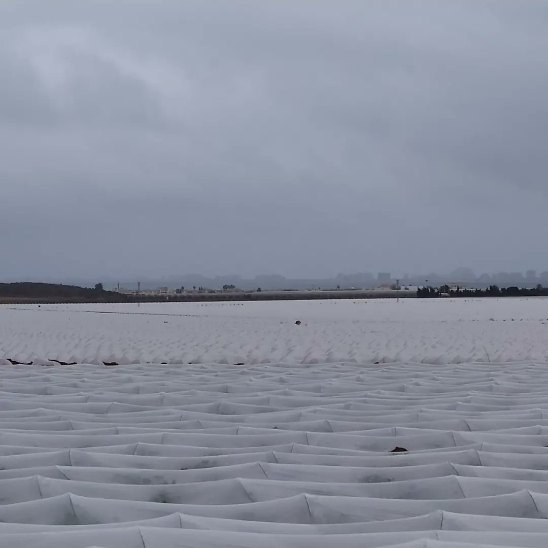ElLatido1's tweet photo. Mar de plástico, irá a parar al #MarMenor no sólo el plástico, sino lo que hay debajo, un mar de nitratos!! https://t.co/vwVN0qhG78