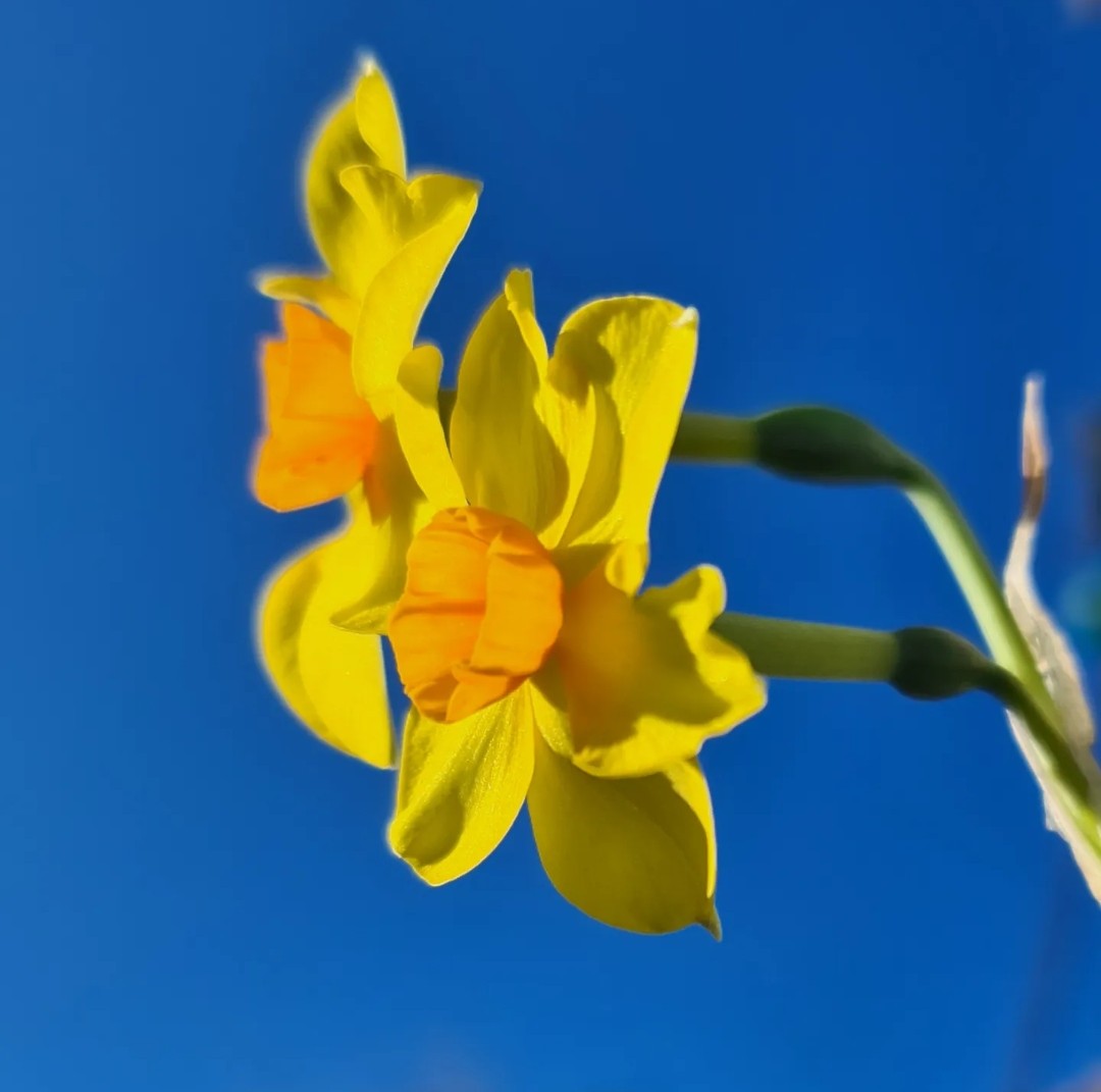 _laura_jane72's tweet photo. Happy Spring!
#Spring #SpringEquinox #flowers #gardening #GardeningTwitter https://t.co/yxenzgQCkk