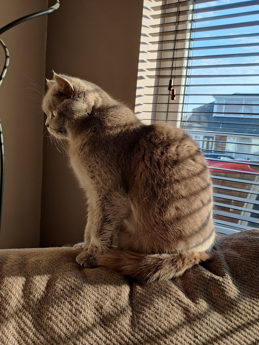 Humpherdinks's tweet photo. Enjoying the sunshine 🌅😸😽☀️ #britishshorthair #CatsOfTwitter #sundayvibes #sunny https://t.co/WQ2bC2C0Wr