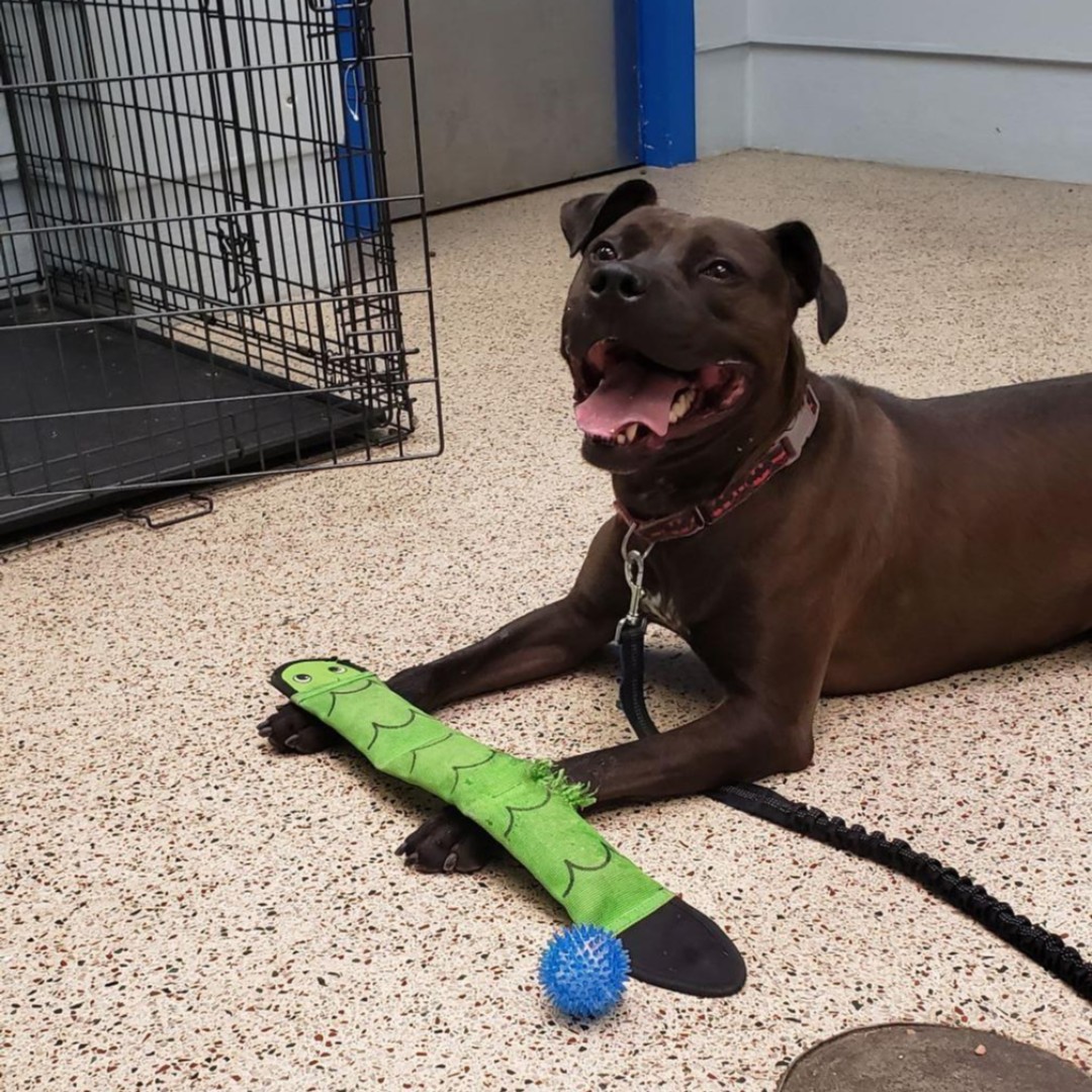 PSPCA's tweet photo. Have you seen a happier pooch?

Smokey would be EVEN happier if he could find his #furever family. This handsome hunk was rescued from a cruel situation in October of 2020. He's been here for OVER A YEAR already, and he has gotten ZERO adoption interest.

Share for Smokey! https://t.co/FCaQGKVTIF