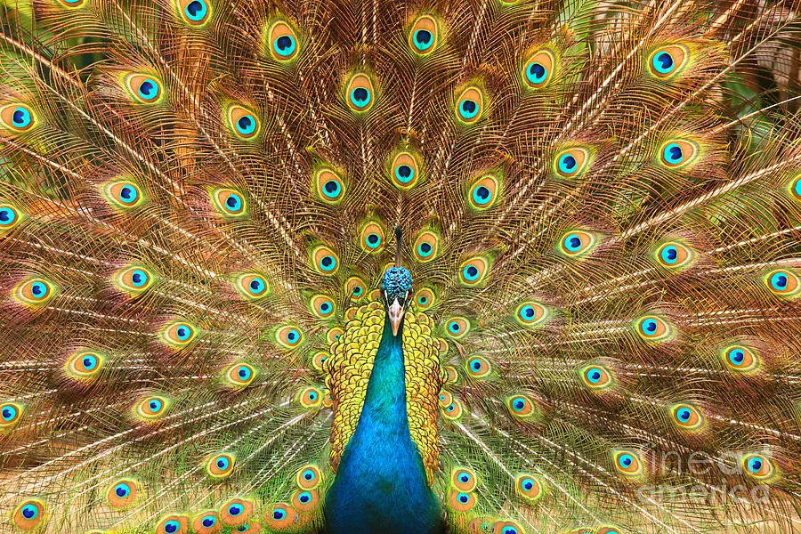 Peacock showing its feathers XL by Patricia Hofmeester https://t.co/5FEpsc6dal https://t.co/BqYX2R6v1H