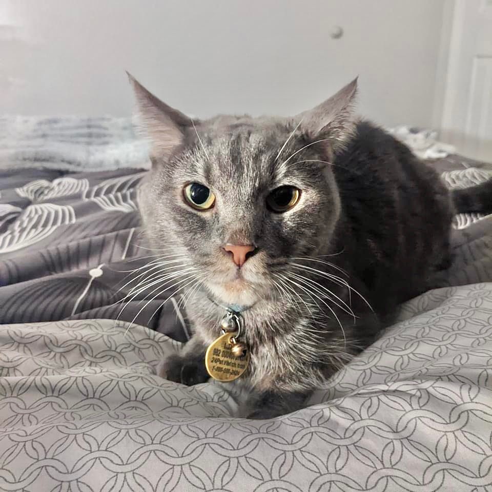 phillypaws's tweet photo. Sweet Gary needs a foster or adopter by 3/23!

Gary is part of our Hospice Program because he has an abdominal mass near his kidney. His blood work is currently normal and his kidney function is good!

email foster@phillypaws.org or learn more at https://t.co/eSZAFCbLpW https://t.co/ENJsjdMTei