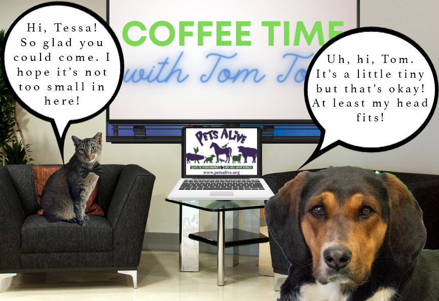 petsalive's tweet photo. #CoffeeTimeWithTomTom #NotACat #TinyStudio
Adoption Application: https://t.co/NsxyrdKnD4 https://t.co/VpZv7dk9pH