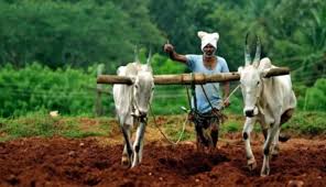 India has 76 million cows, it is the world's largest milk producer, producing about 140 million tonnes of  milk per year. 70% of the Indian population is still living in rural areas and cattle is still the backbone of Indian agriculture. #Kamadugha @TajinderBagga @PrabhuChavanBJP