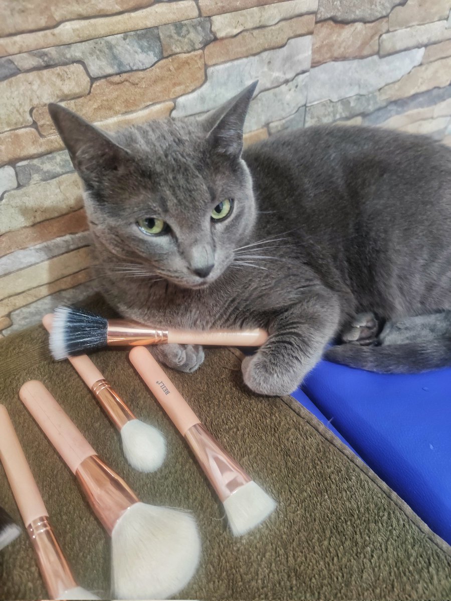 BitxMakeup's tweet photo. Harry tambien esta deseando formar parte de #KrashPRVirgin yo no digo nada @krashkosmetics pobre gatito ❤ https://t.co/TxLLQx56cw