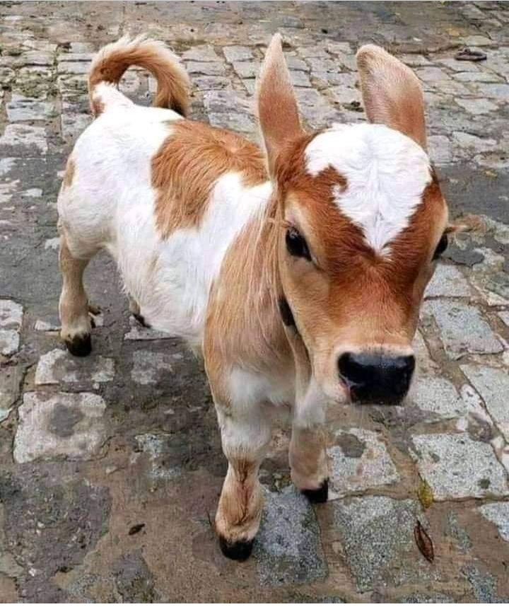 LuvvNandii's tweet photo. Nandi naam hai mera Nandi Roxx 🤗 https://t.co/8BWhKAdh6v