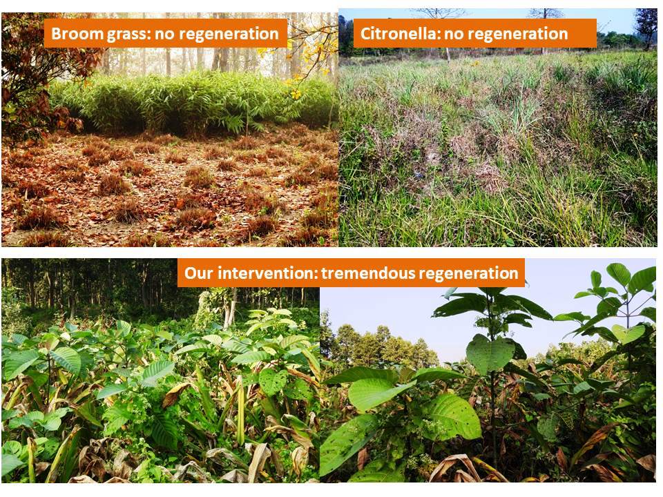 BiodiversityNep's tweet photo. Agroforestry-based forest restoration is underperforming, both ecologically and economically. We carefully selected new species and improved the existing practices.  Here are  impressive photos to share @Darwin_Defra @TheBotanics https://t.co/QVUriljcBs