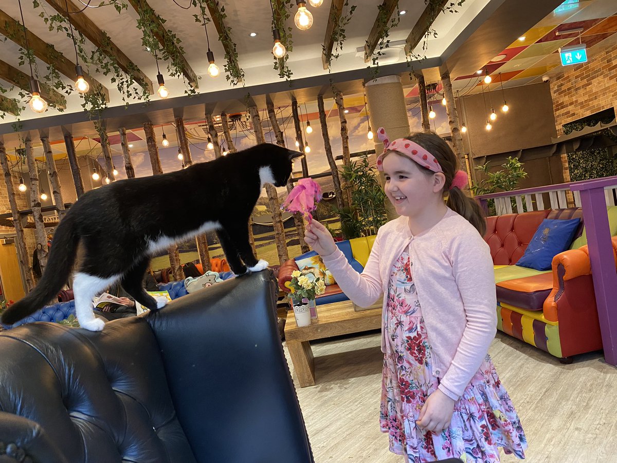 Helzibel's tweet photo. Had a fab lunch at Leeds @KittyCafeUK1 maybe we can persuade @zbert to get a cat now 😆 https://t.co/RkBTfJplOG