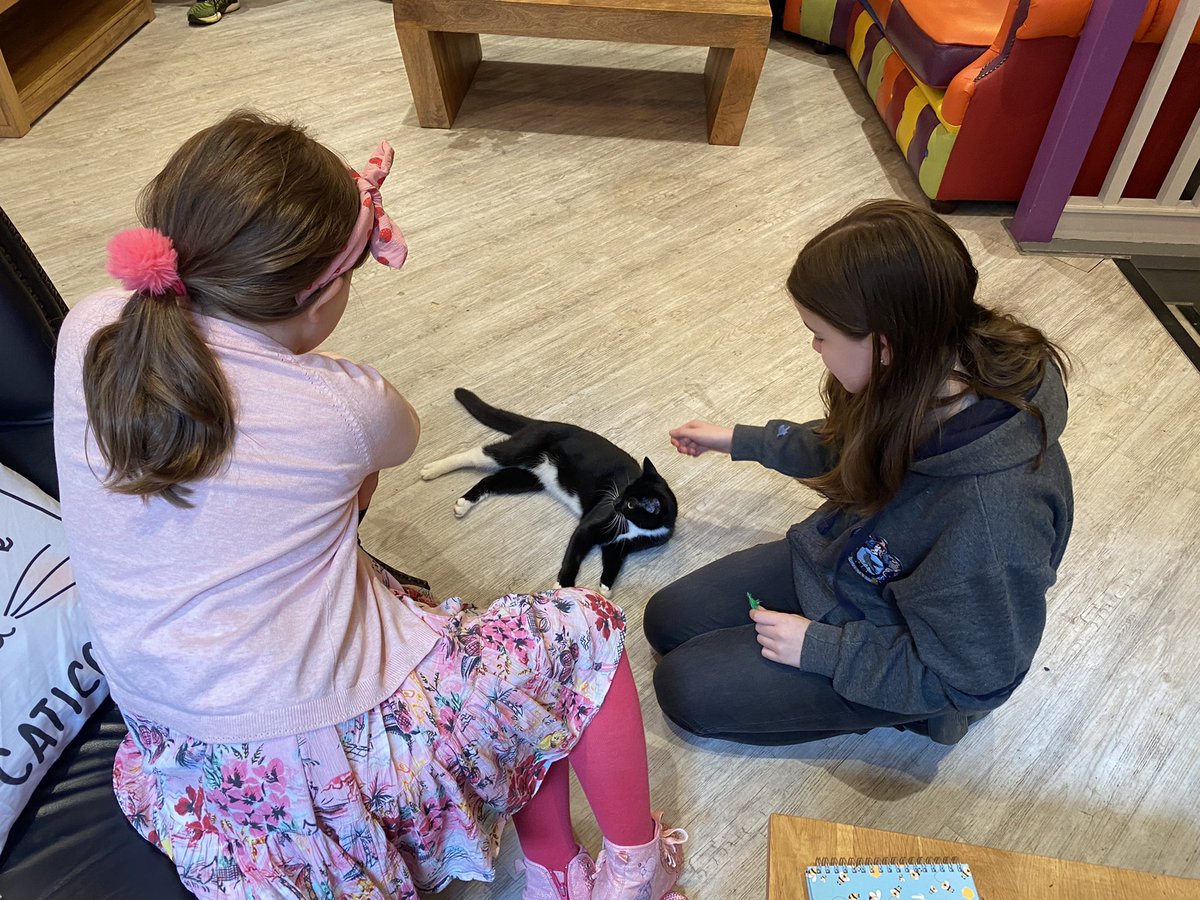 Helzibel's tweet photo. Had a fab lunch at Leeds @KittyCafeUK1 maybe we can persuade @zbert to get a cat now 😆 https://t.co/RkBTfJplOG