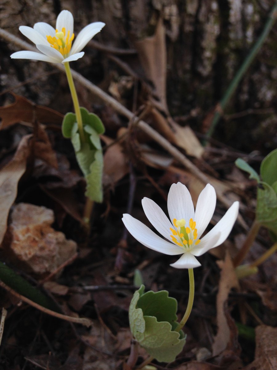Woodlands Nature Station in LBL tweet media