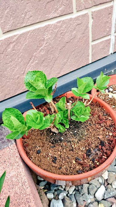 去年買った紫陽花なんだけど今年も咲いてくれるかなぁ…剪定とか肥料のタイミングとか色々不安💦 