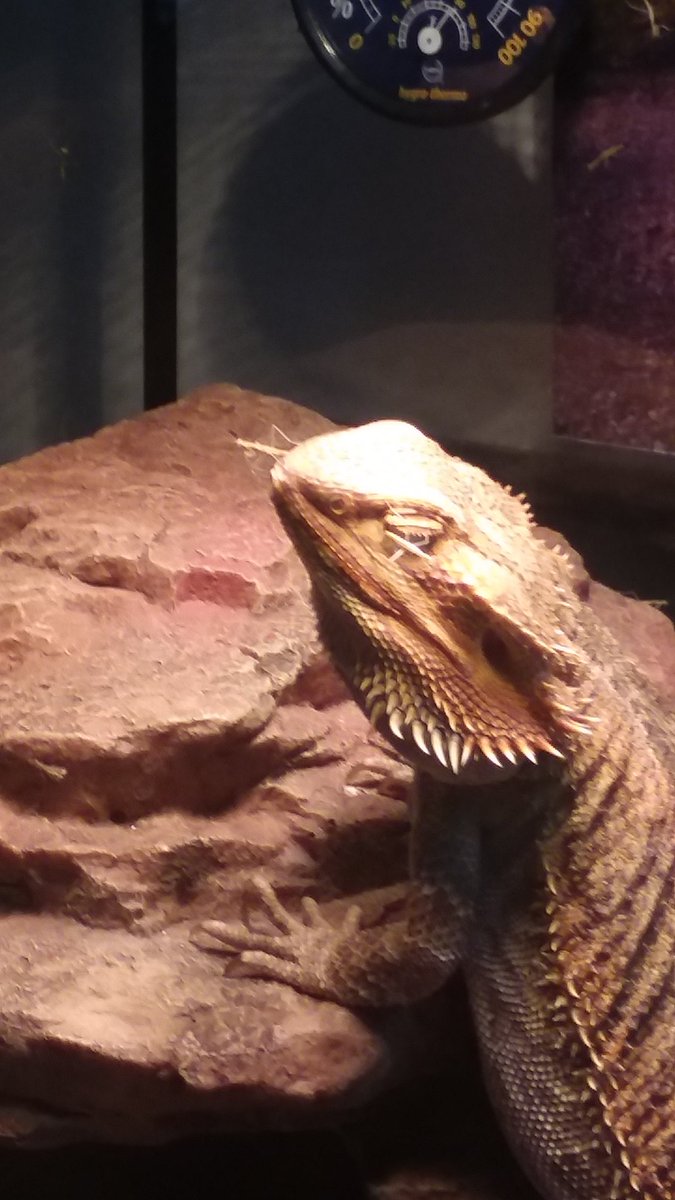 LedouxNicholas's tweet photo. Using Mushu as a #divingboard. Either #Mushu thinks of them as her own #babies or they're too small to want to #eat. https://t.co/b7hFaDudSL