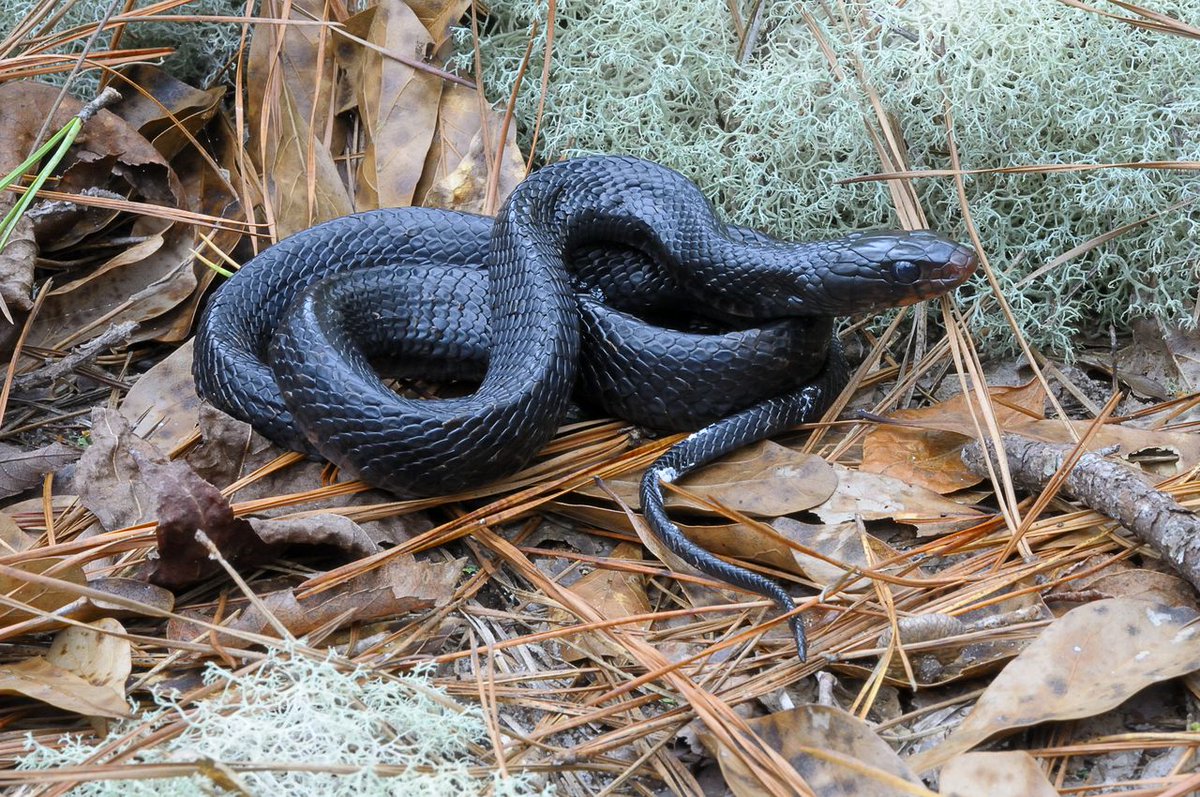 aldotcom's tweet photo. For just the second time since 1954, biologists in Alabama have found evidence that the eastern indigo snake is breeding again in Alabama. https://t.co/i9XPhBz3GC https://t.co/fNscZufVM9