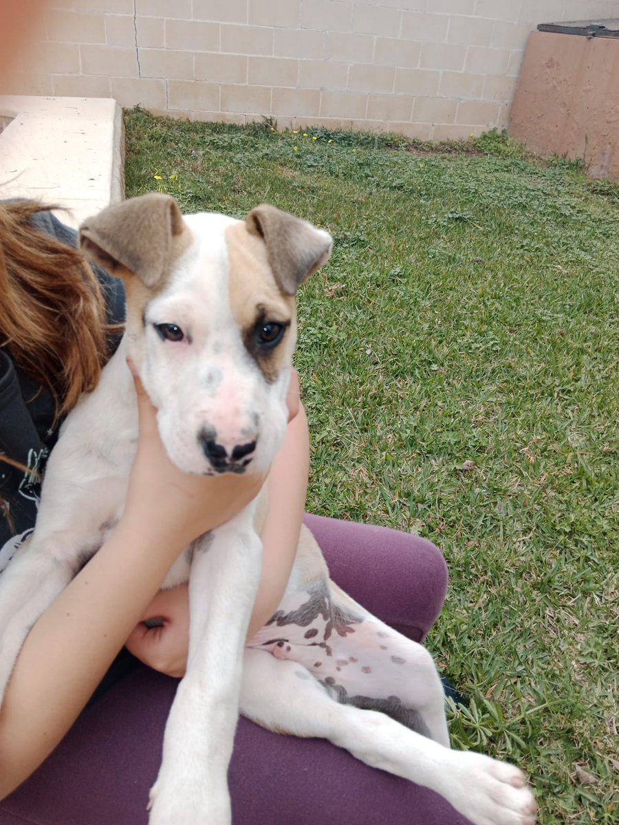 fogbow71's tweet photo. 🙏🙏🙏🙏🙏🙏🙏🙏Por favor, por favor Sevilla muy urgente acabo de encontrar a este bebé en un camino rural y nadie de la zona lo reconoce ni lo reclama. Lo he traído a casa pero con los míos no puede estar. https://t.co/KIgPlz8jYX
