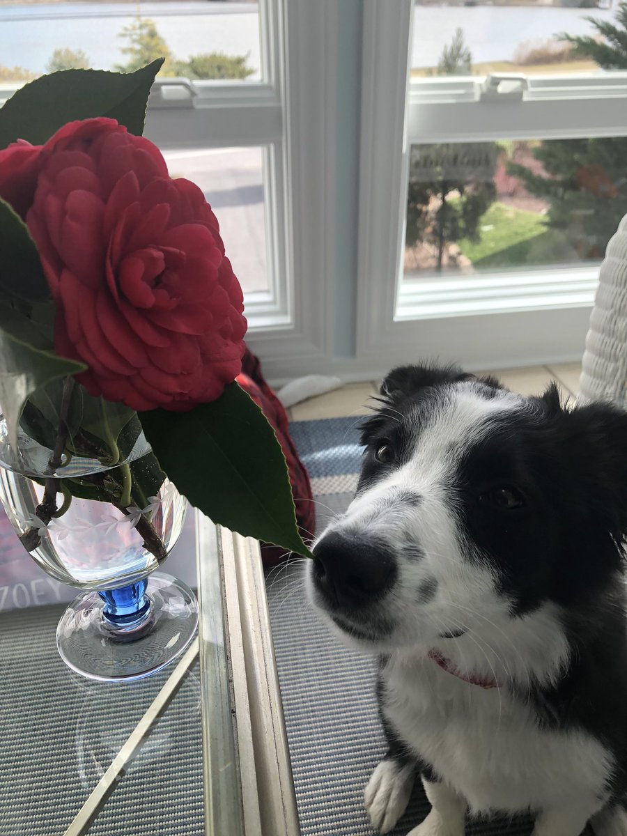AnnSBarry1's tweet photo. Yesterday I visited Aunt Polly’s new house. It’s really nice and I had fun in her big back yard. These beautiful floofs are from her yard. Thank you @maryrandolph!
I think red is in my color palate.
#dogsoftwitter #redfloofs #beachfriends https://t.co/qzsFukdcaC
