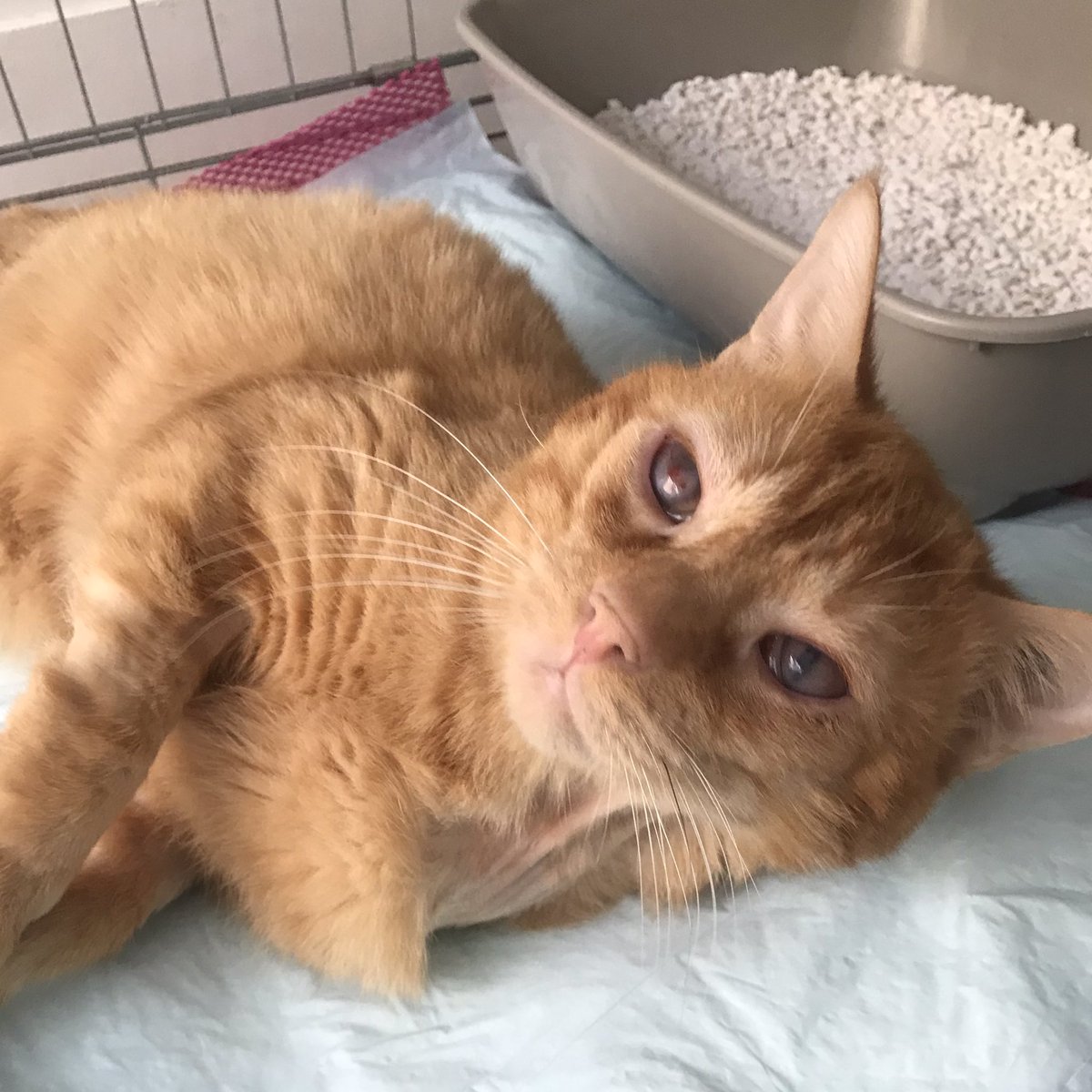 assolexie's tweet photo. Monsieur Bailey recouvre doucement la vue, l'œil gauche pourtant le plus abîmé revient à sa normalité 🙏🏻 le droit, qui lui était le moins pris reste encore flou.
La vision est trouble mais évolutive !
Il ne reste toutefois pas à l'abri d'une rechute ultérieure du au Calicivirus - https://t.co/gs3jDXWvQn