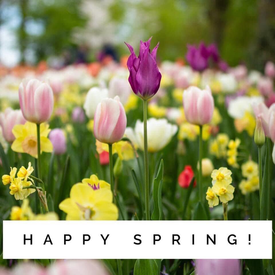 SixthStMusic's tweet photo. Happy Spring! 🌷🌷🌷!!!

#spring #springhassprung #ilovespring #happyfirstdayofspring #happyspring #happyspring2022 #happyspringtime #springflowersmakemehappy #springflowers #springtime #springtimeishere #happyspringyall https://t.co/Gbik1BJ0e3