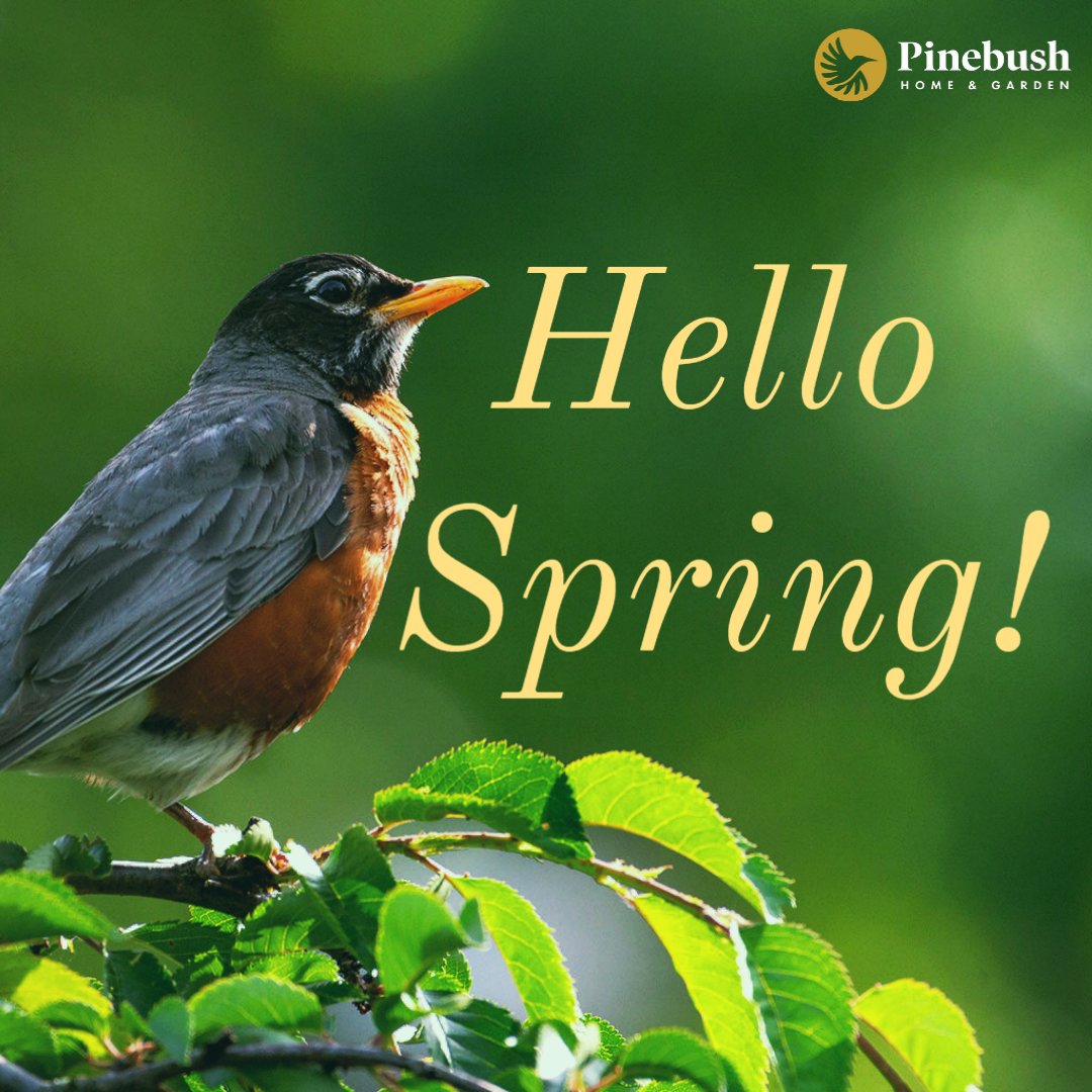 Pinebushhg's tweet photo. HAPPY FIRST DAY OF SPRING!

#FirstdayofSpring #Springhassprung #Springseason #Birdsofspring #Robin #Happyspring #Welcometospring #Springishere #Spring2022 #Pinebush https://t.co/AzmT44OIDc