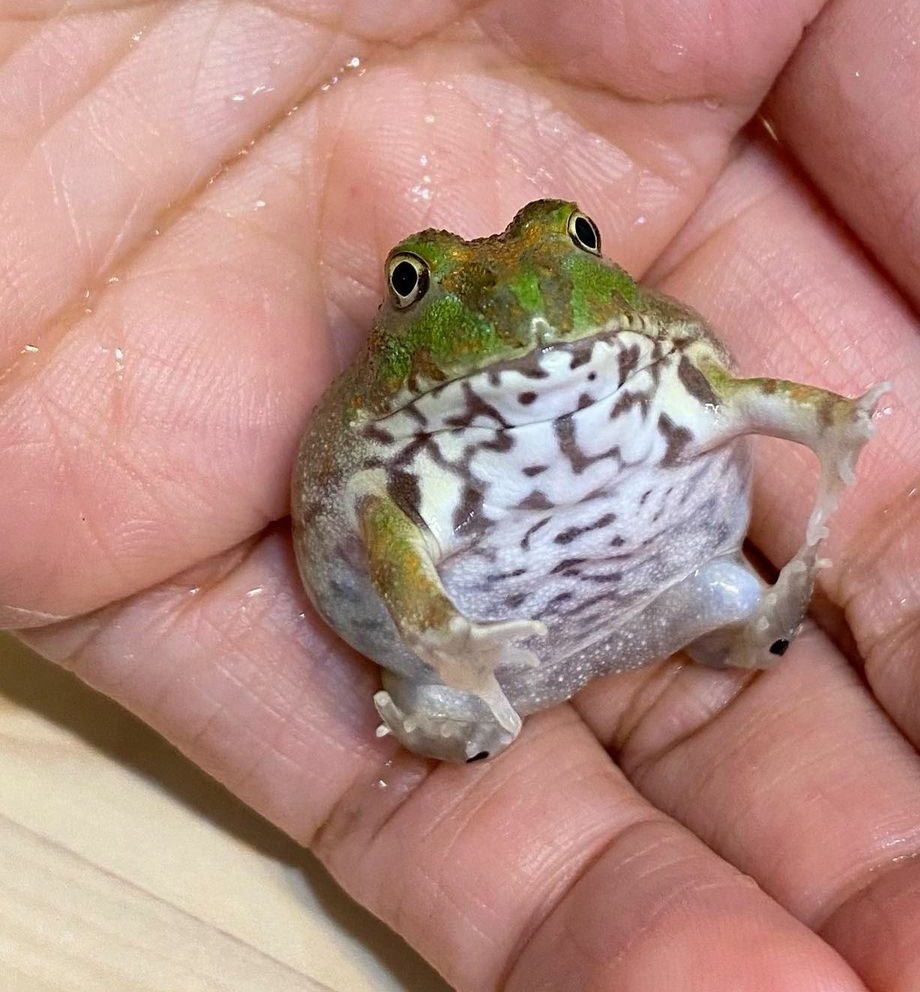 Anie_‧₊˚✧💖 COMMISSIONS OPEN 💖✧˚₊‧ (@anieroberts_) on Twitter photo 