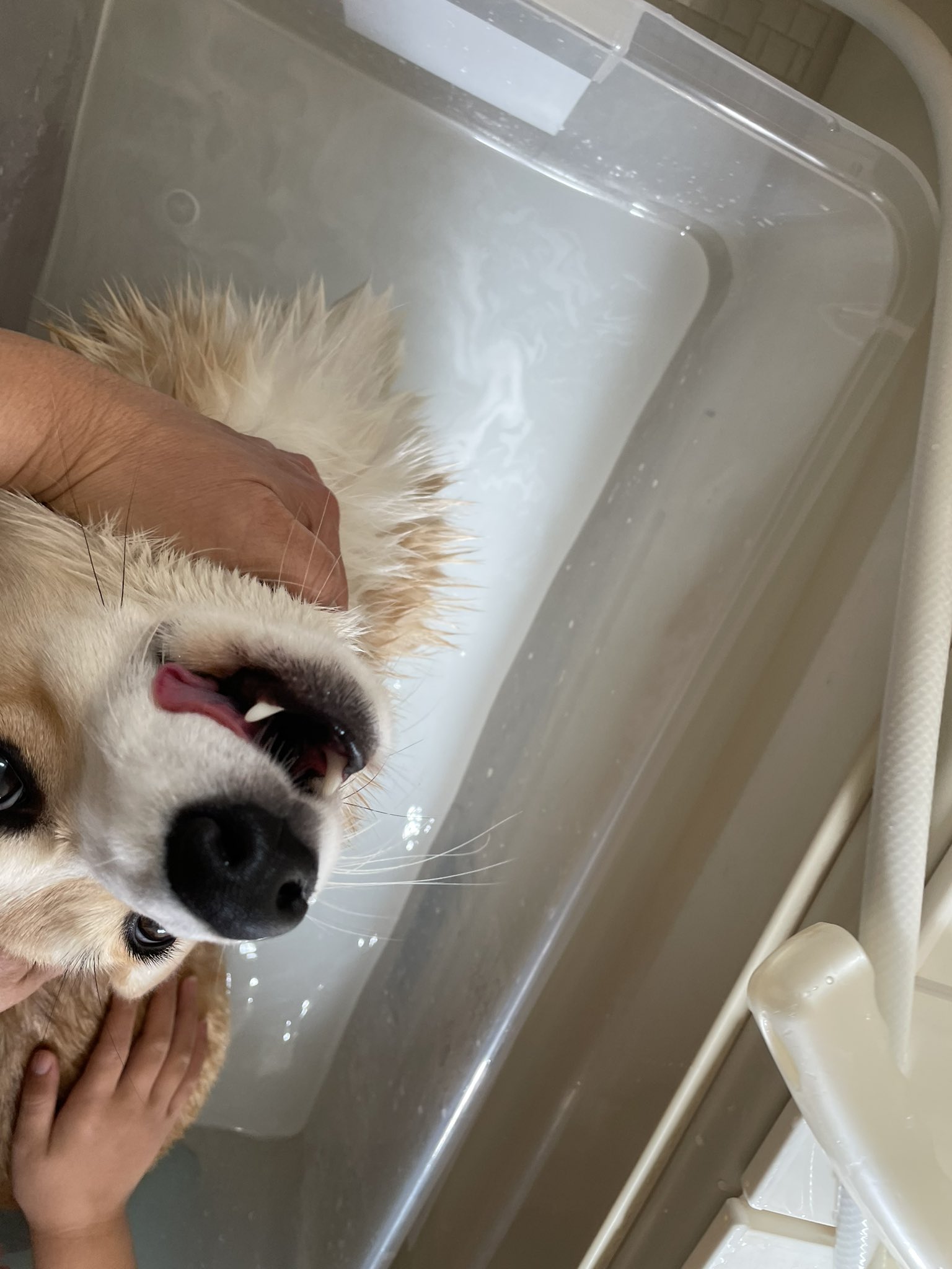茶色い犬のきなこ お風呂嫌いな犬が散々暴れたのちお菓子を貰った図 4枚目 です 同じ犬とは思えん 入浴法を模索しないとですね コーギー コーギーのいる暮らし 犬好きさんと繋がりたい 変顔 ブサかわ犬 T Co Rt1rqd1yz0 Twitter 茶色い犬のきなこ お風呂嫌いな犬が散々暴れたのちお菓子を貰った図 4枚目 です 同じ犬とは思えん 入浴法を模索しないとですね コーギー コーギーのいる暮らし 犬好きさんと繋がりたい 変顔 ブサかわ犬 T Co Rt1rqd1yz0 Twitter