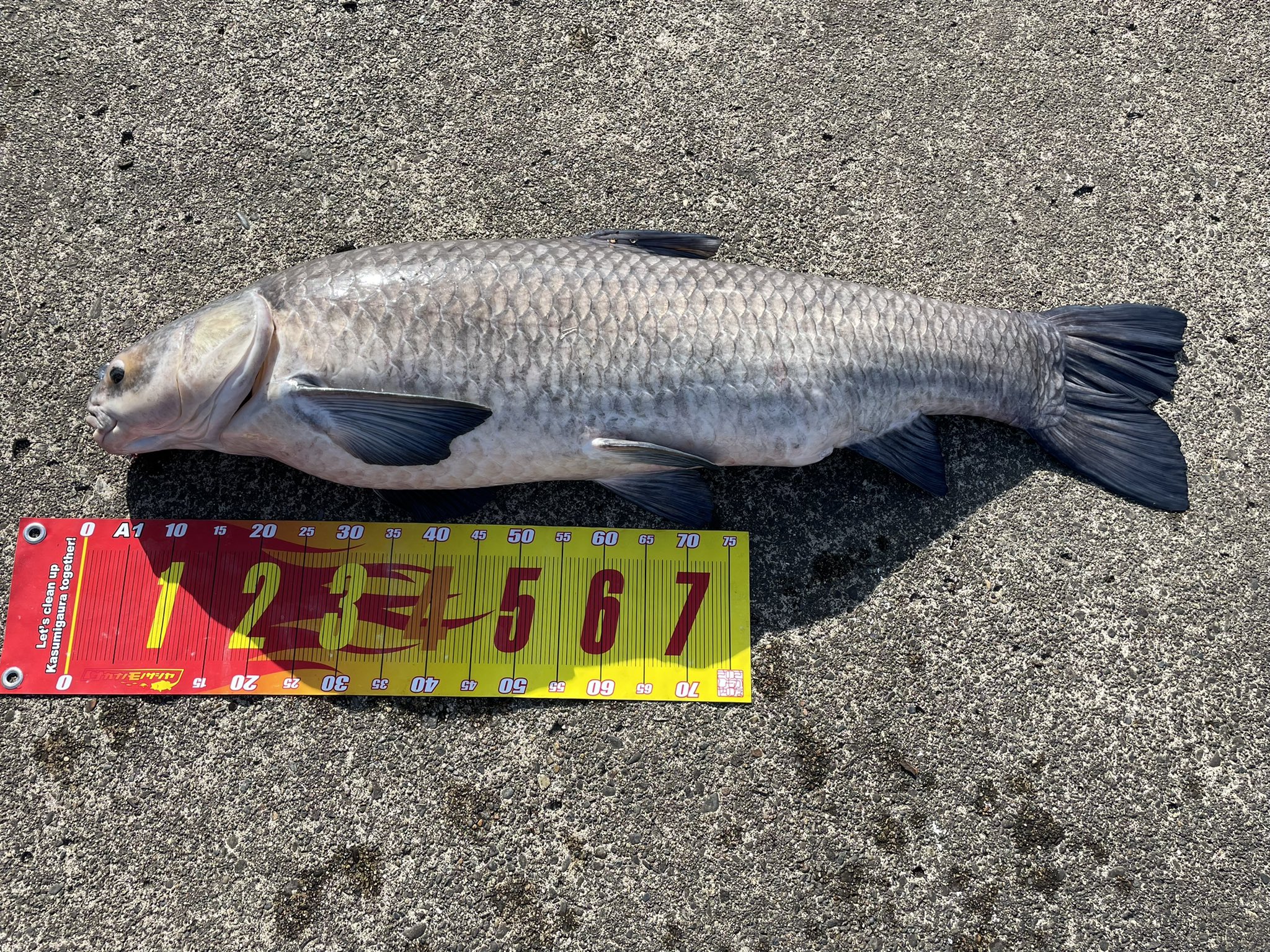 青魚 Twitter Search Twitter