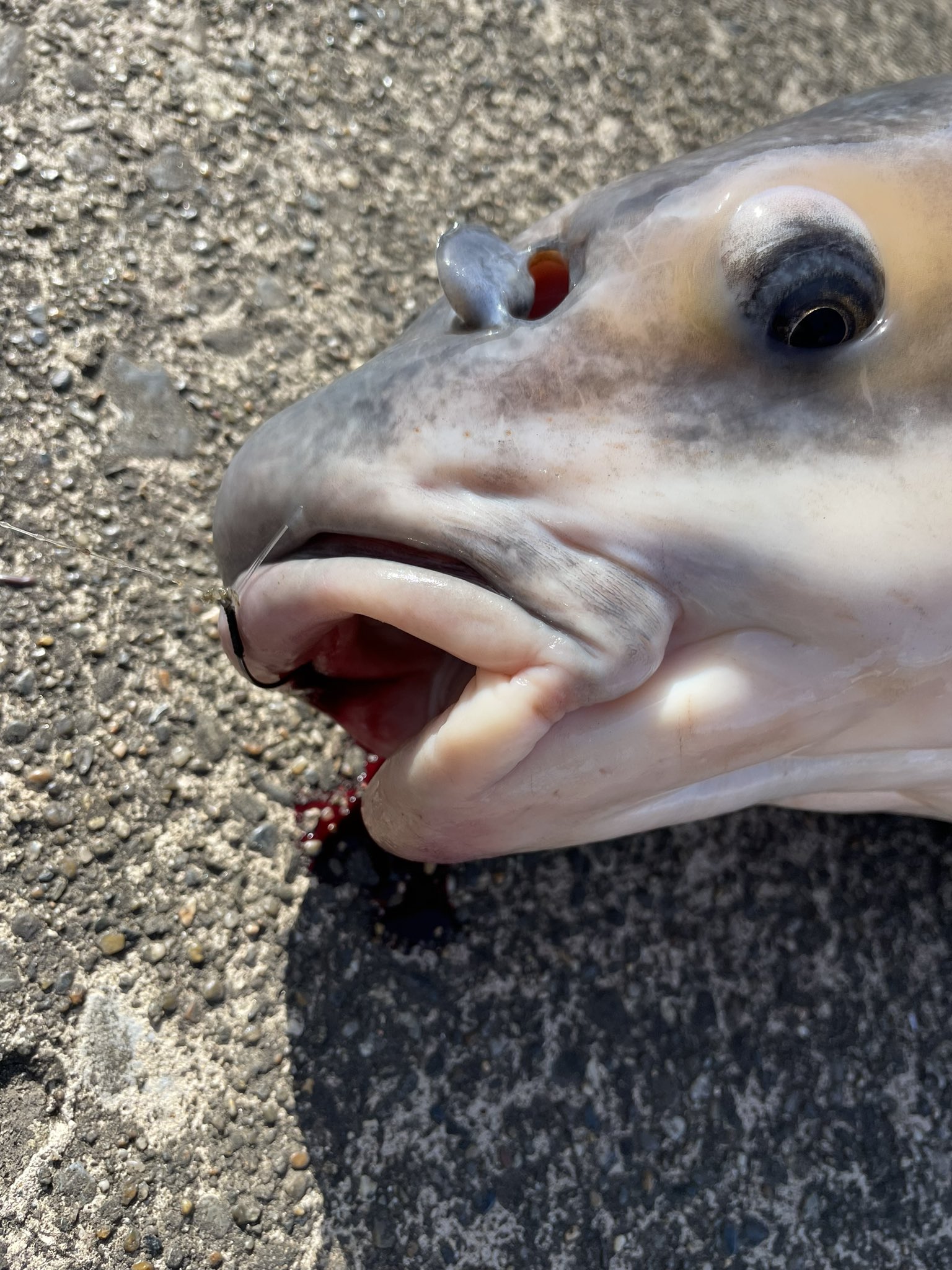 青魚 Twitter Search Twitter