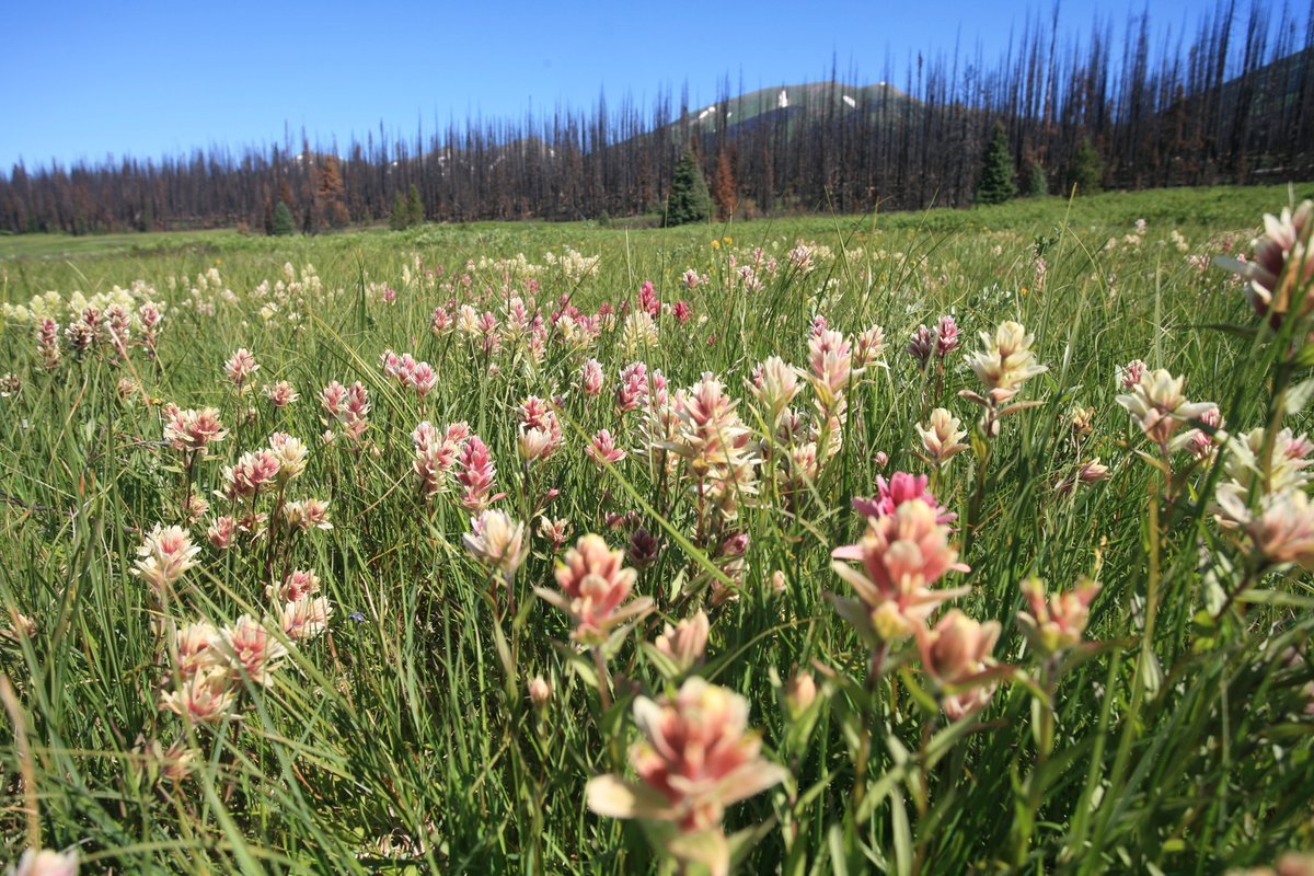 Albertaparks's tweet photo. Happy #FirstDayofSpring! There's still snow on the ground, but there is a spring is in our steps as we think about the warm adventures to come 🌺 https://t.co/VCzACfBNoK
