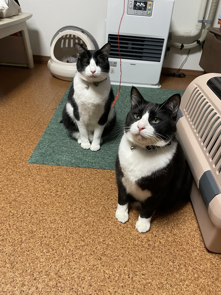 _p_t_t_i's tweet image. 土日ねこ 2022.03.19&amp;amp;20
