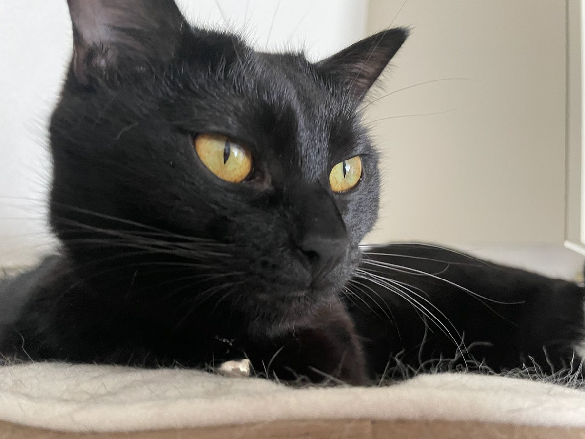 _p_t_t_i's tweet image. 土日ねこ 2022.03.19&amp;amp;20