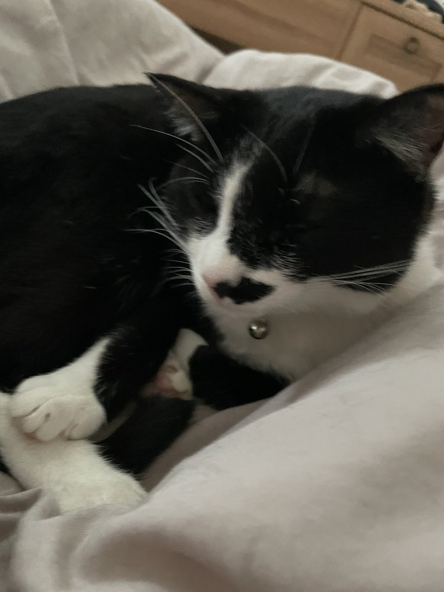 _p_t_t_i's tweet image. 土日ねこ 2022.03.19&amp;amp;20