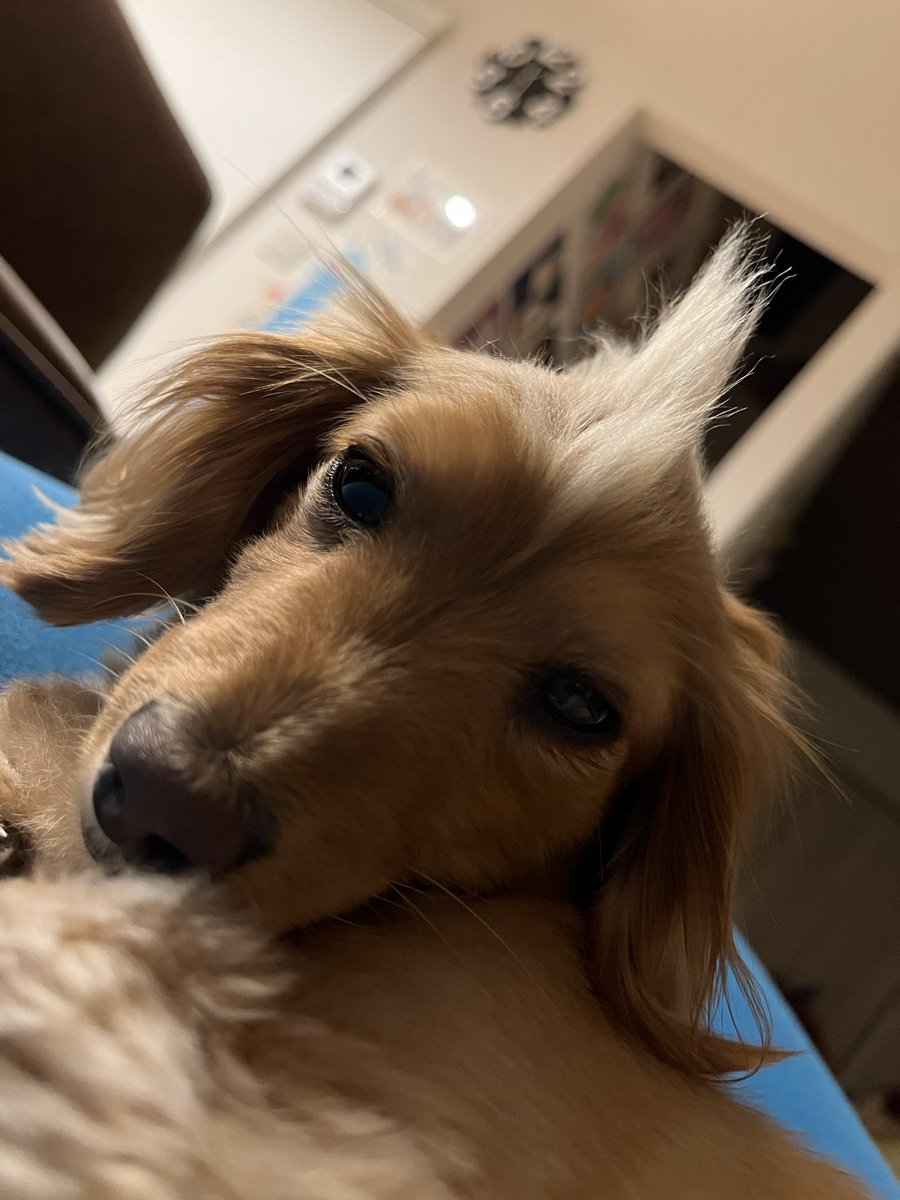 モヒカンのワンちゃん キュートなヘアスタイルと豊かな表情が最高 ブリーダーナビ