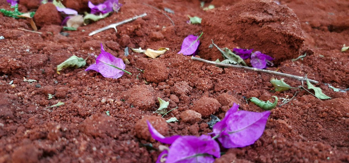 Madhumathi_Inks's tweet photo. "The earth laughs in flowers."❤
~Emerson
#Anthophile #naturelovers #Glimpses #NaturePhotography #Flowers #LanguageOfColors https://t.co/2LGjRlfOOz