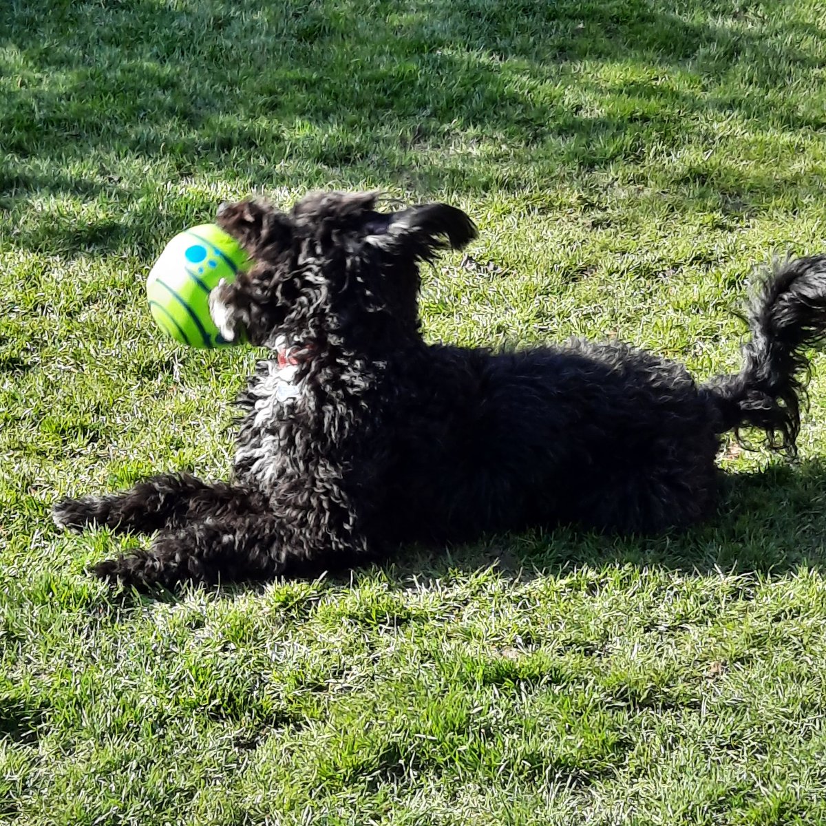 GavinEvs's tweet photo. Loves his toys does Toby #DogsofTwittter #dogsplay https://t.co/RwiVbtWvC4