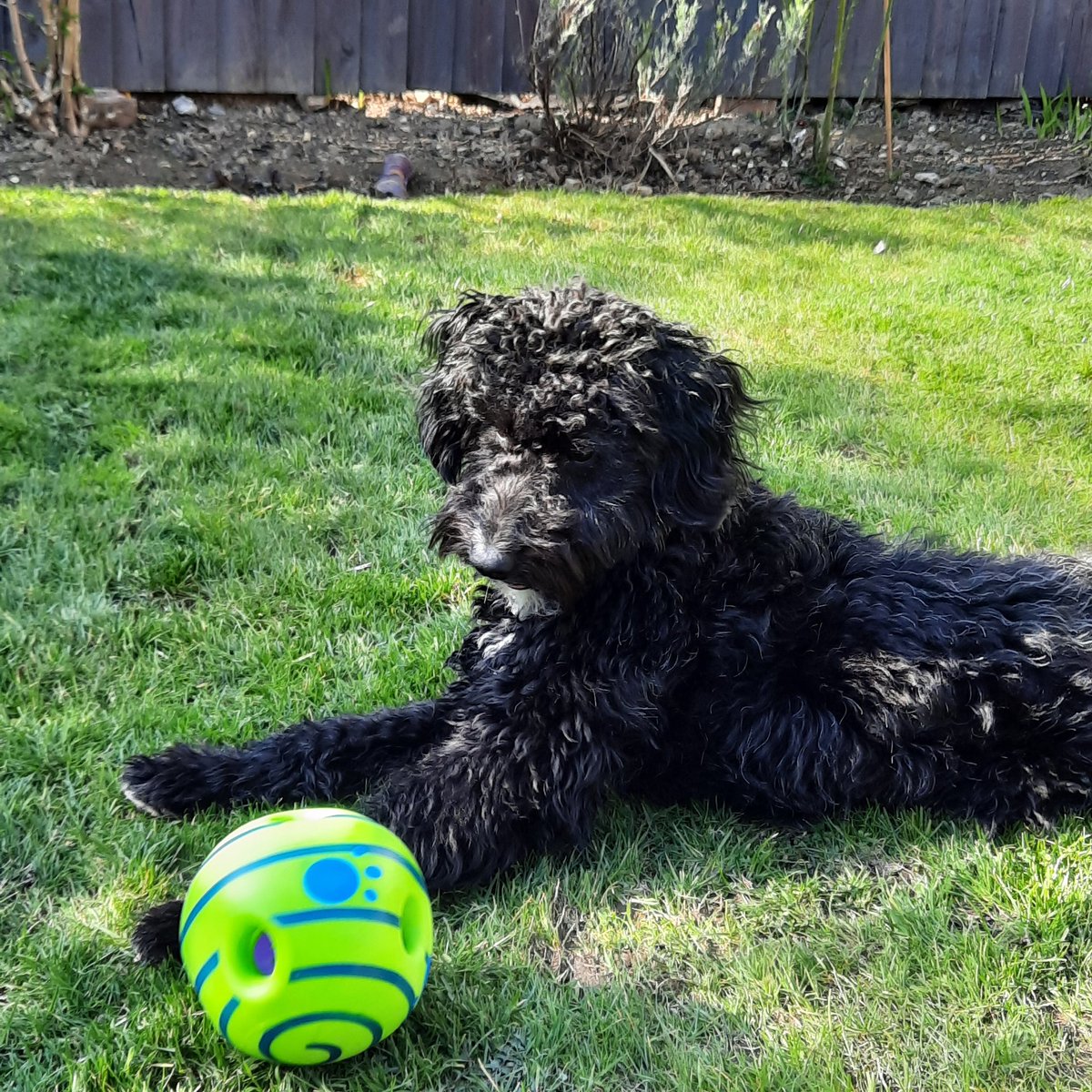 GavinEvs's tweet photo. Loves his toys does Toby #DogsofTwittter #dogsplay https://t.co/RwiVbtWvC4