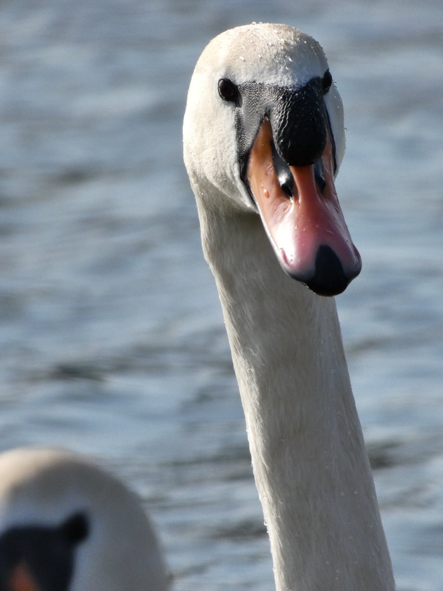 vladimir_kordas's tweet photo. Dnešní pózující 🦢🦢
#labut #swan #czech https://t.co/WbHf87A8o8
