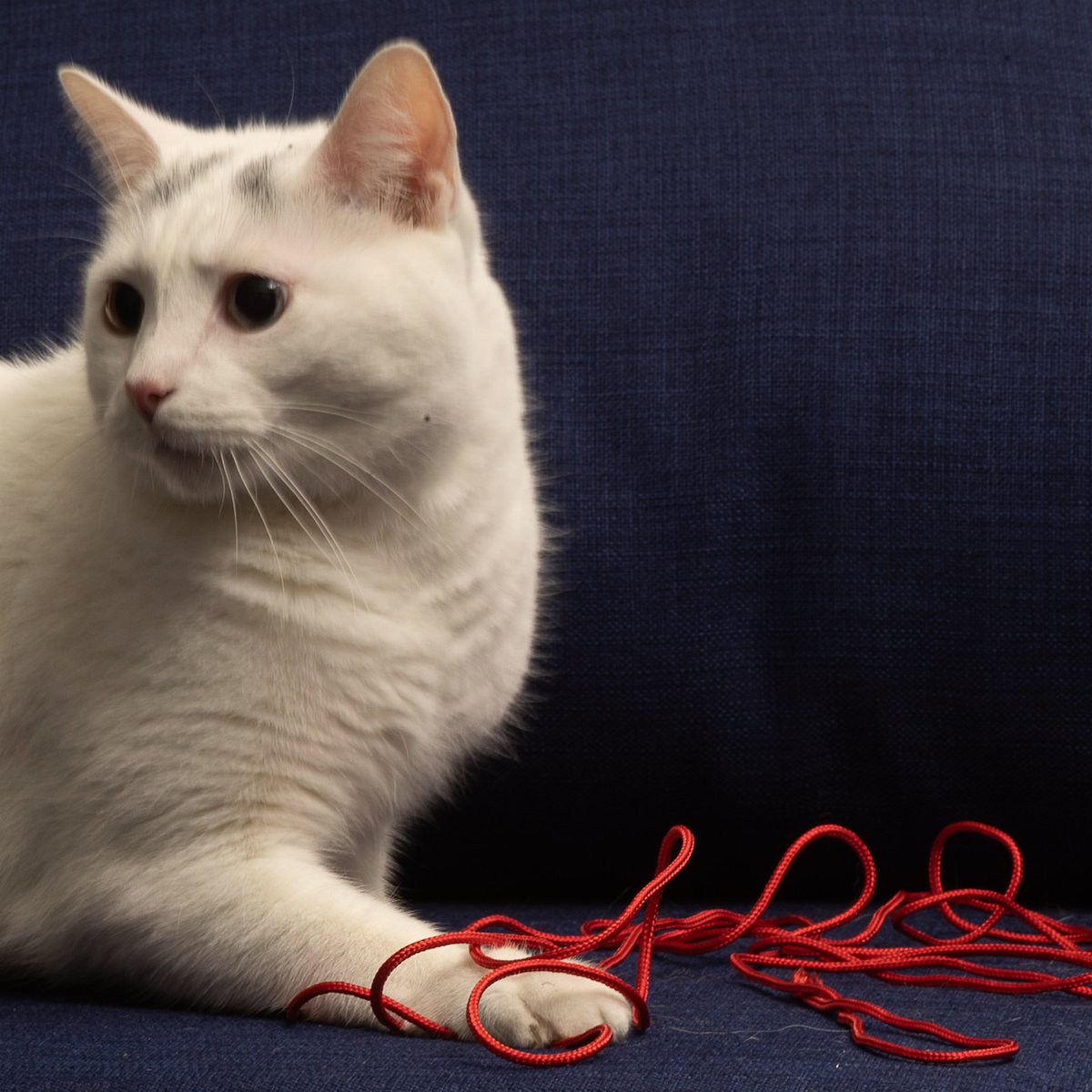 Kyle Yank tweet media