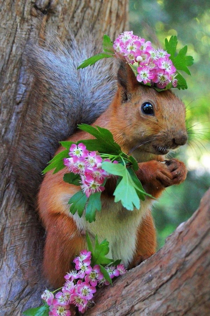 Весенние картинки с животными прикольные. Цветы и животные. Животные весной. Природа и животные. Красивая природа животные.
