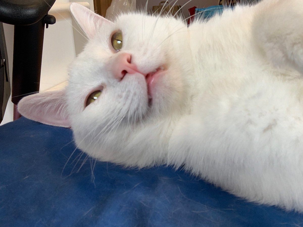 PeakOtp's tweet photo. @ellle_em I was trying to capture a blep, got just-farted-myself-awake face instead. https://t.co/thJm1TIb9c