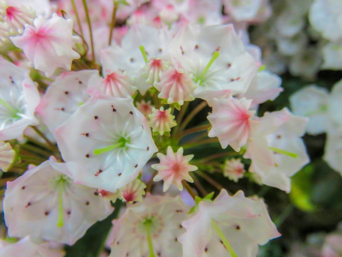 うさぎのしっぽ S Tweet 3月21日の誕生花のひとつカルミア ツツジ科カルミア属の常緑低木 花言葉 優美な女性 爽やかな笑顔 賑やかな家庭 大望 大志を抱く 野心 賞賛 慈善 師弟愛 独特な美しさ 神秘的な思い 北アメリカからキューバに掛けて分布する7種