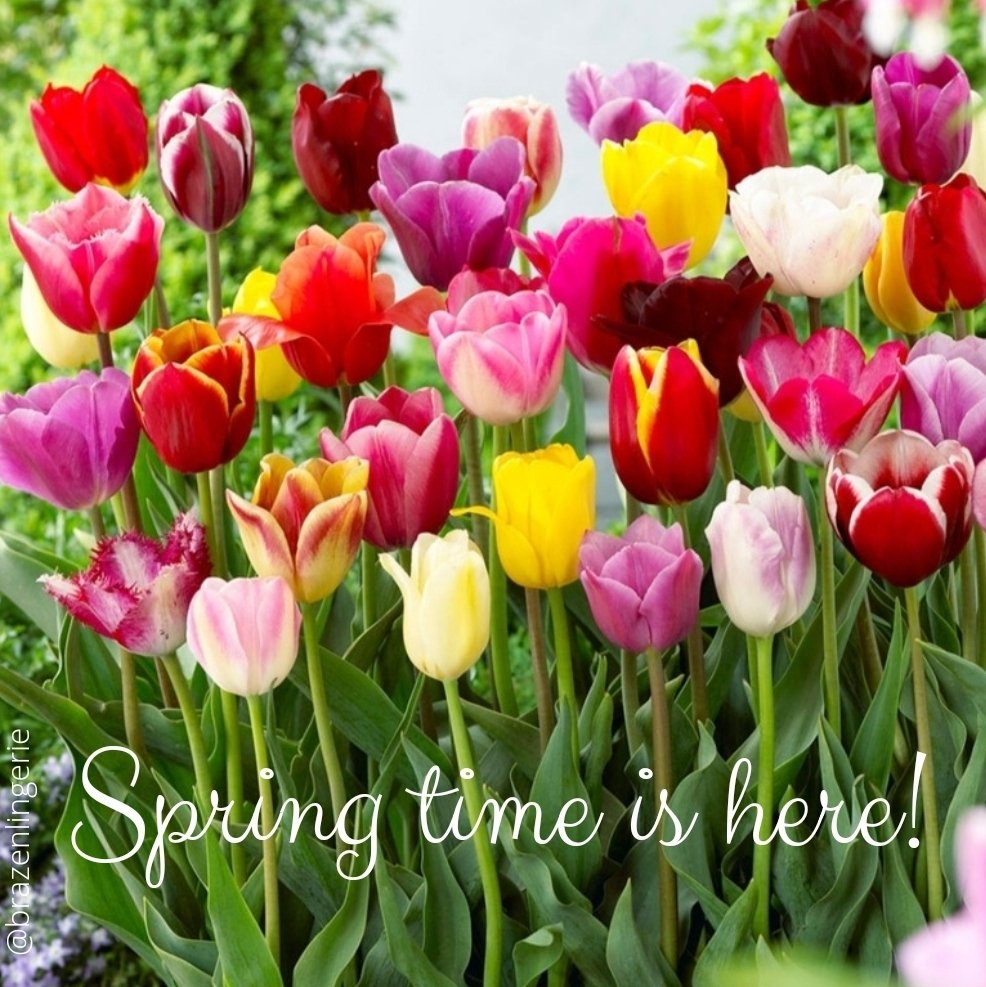 BrazenLingerie's tweet photo. Birds are chirping.
Sun is shining.
Oh, what a beautiful day it is. 

#firstdayofspring https://t.co/bfgKpxZLzN