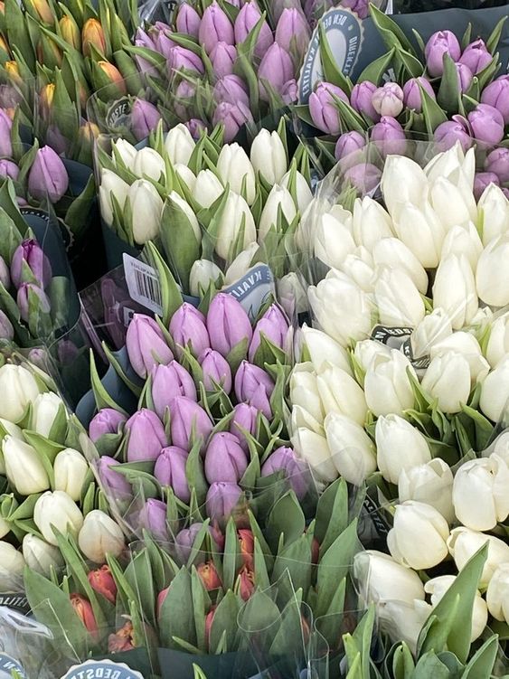 librasgovern's tweet photo. spring fever https://t.co/iTldylITYX