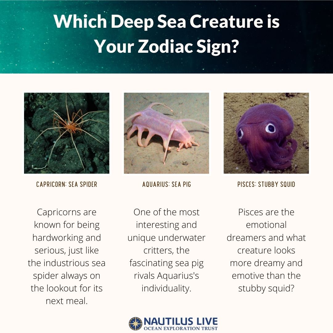 EVNautilus's tweet image. Celebrate #InternationalAstrologyDay with this fun graphic and get reacquainted with some of the #deepseacreatures we’re hoping to see on our dives this year in the #CentralPacific!