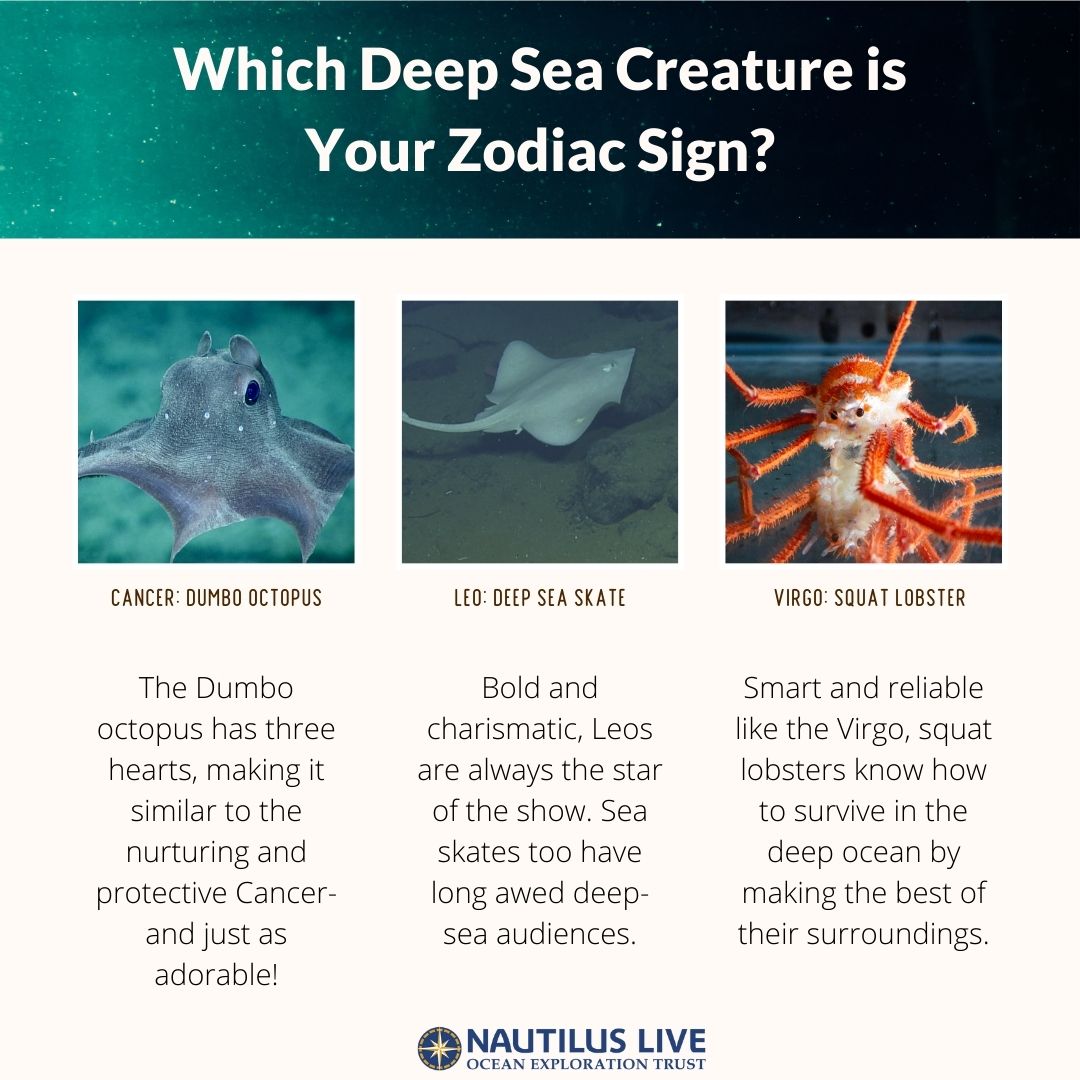 EVNautilus's tweet image. Celebrate #InternationalAstrologyDay with this fun graphic and get reacquainted with some of the #deepseacreatures we’re hoping to see on our dives this year in the #CentralPacific!