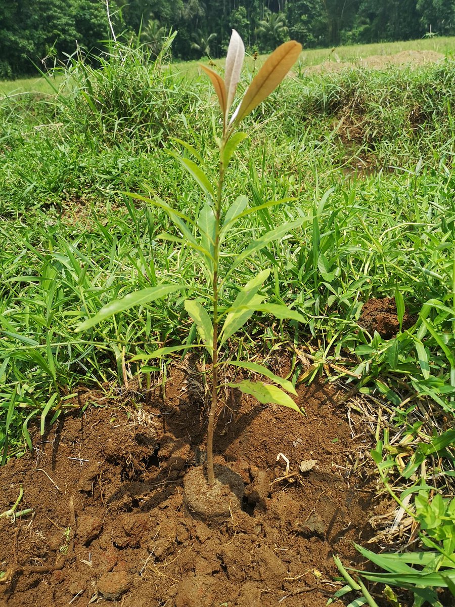 Irendraw1's tweet photo. Planted ten Mee trees today for protecting biodiversity! 🌱Let's make an action! 🤠 @kimbal Here from beautiful Sri Lanka 🇱🇰🌳🌳🌅 #PlantASeedDay movement @biggreen @MillionGardens @InsightGarden https://t.co/lmmvWS940u