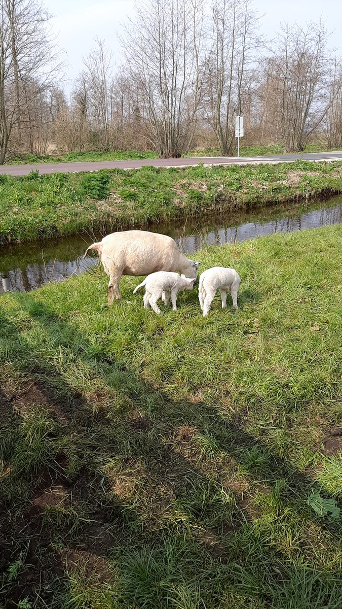 Marlies Kloppenburg tweet media