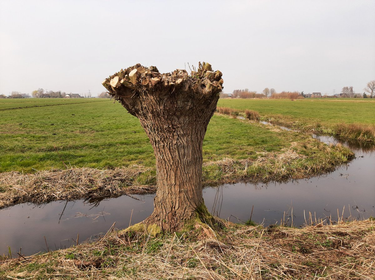 Marlies Kloppenburg tweet media